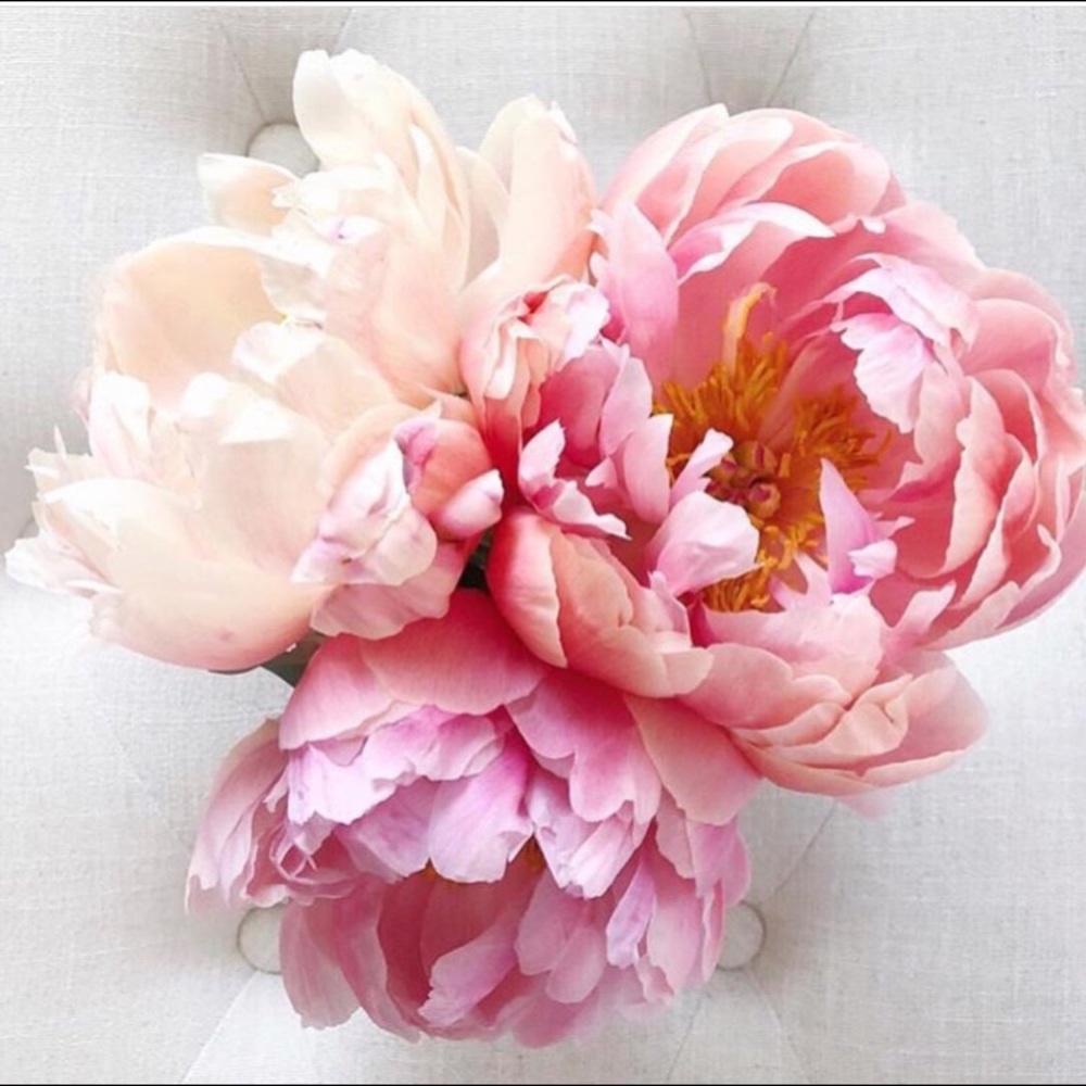 Meet your Posher, Lorrie